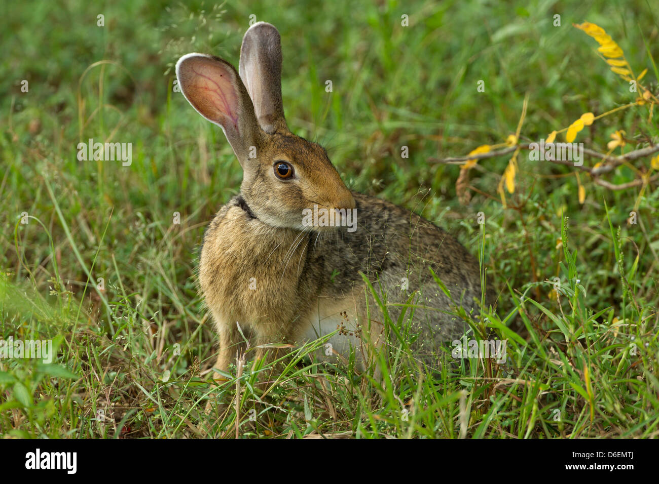 Schwarzhals-Hase Lepus Nigricollis Fütterung in grasbewachsenen löschen Stockfoto