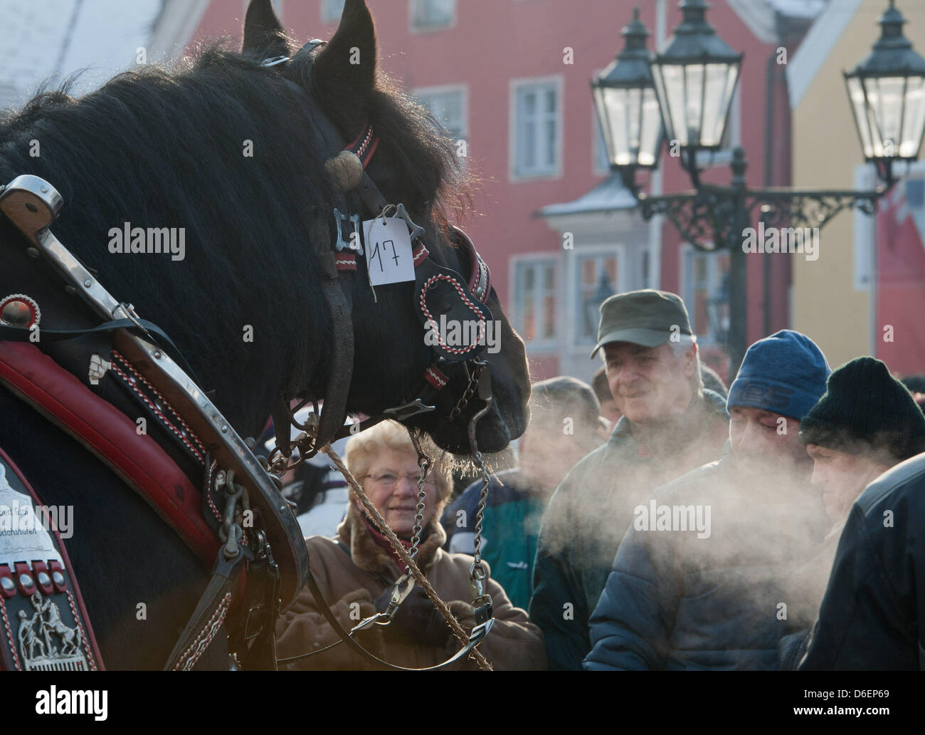 Der Atem eines Pferdes erscheint als Dampf auf dem Pferdemarkt (Rossmarkt) in Berching, Deutschland, 8. Februar 2012. Der Rossmarkt ist das größte bayerische Volksfest im Winter. Einige der Pferdebesitzer kommen seit Jahrzehnten zur Messe. Foto: Armin Weigel Stockfoto