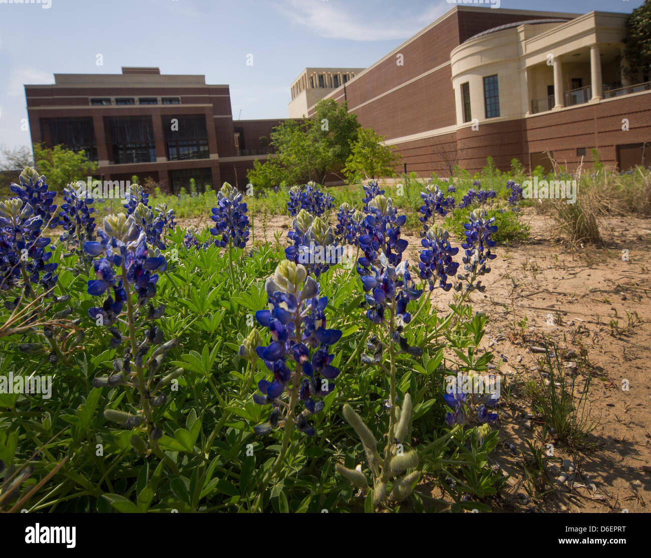 George W Bush Presidential Library verfügt über Wildblumen und lange mit Erinnerungen des 911. Kornblumen, blüht die Texas Zustand-Blume in das 24 Hektar große Gelände. Stockfoto