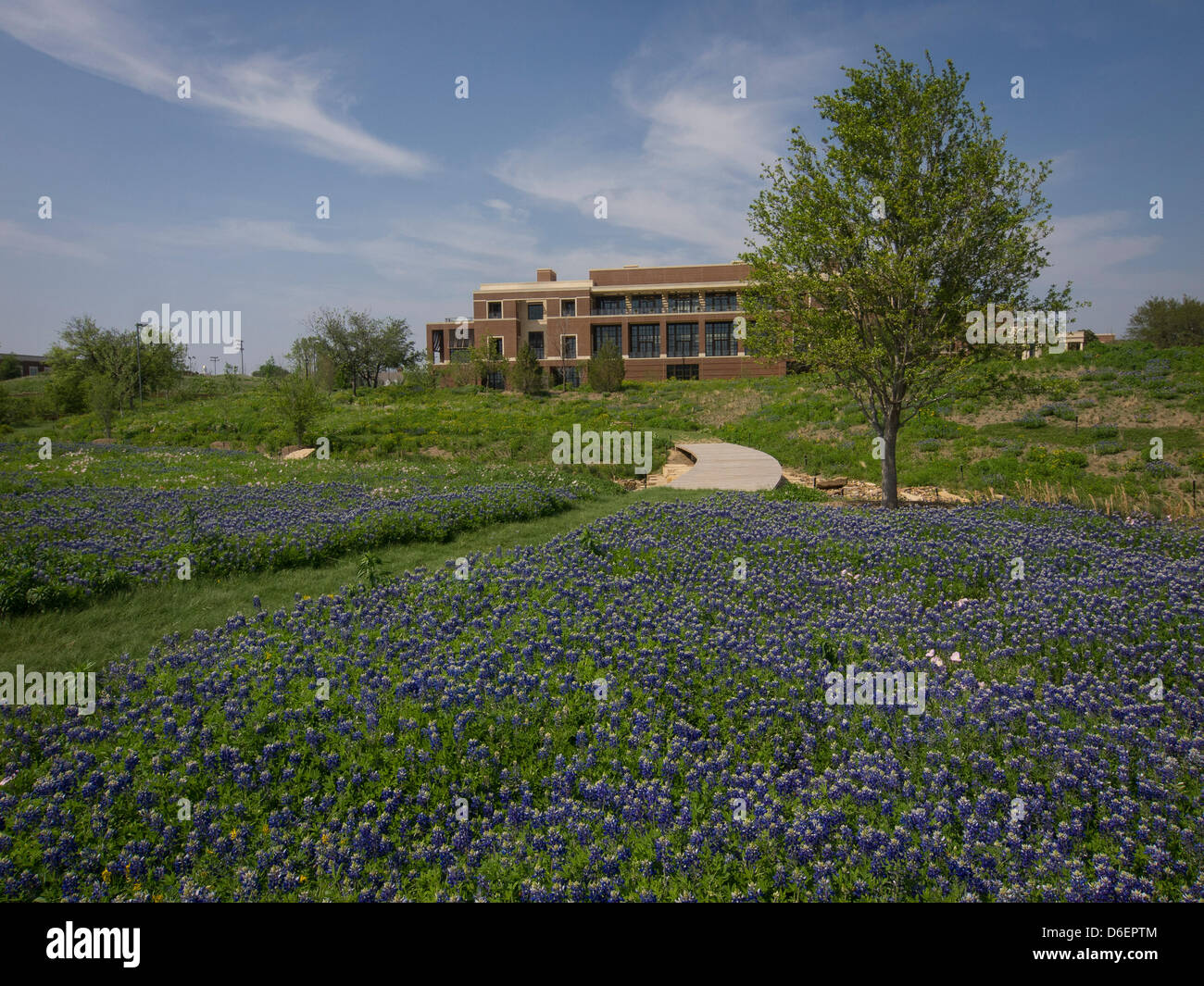 The George W Bush Presidential Library and Museum auf dem Campus der SMU ein Feld von einheimischen Texas Wildblumen blühen. Vor allem die Texas Bluebonnet, Zustandblume von Texas. Stockfoto