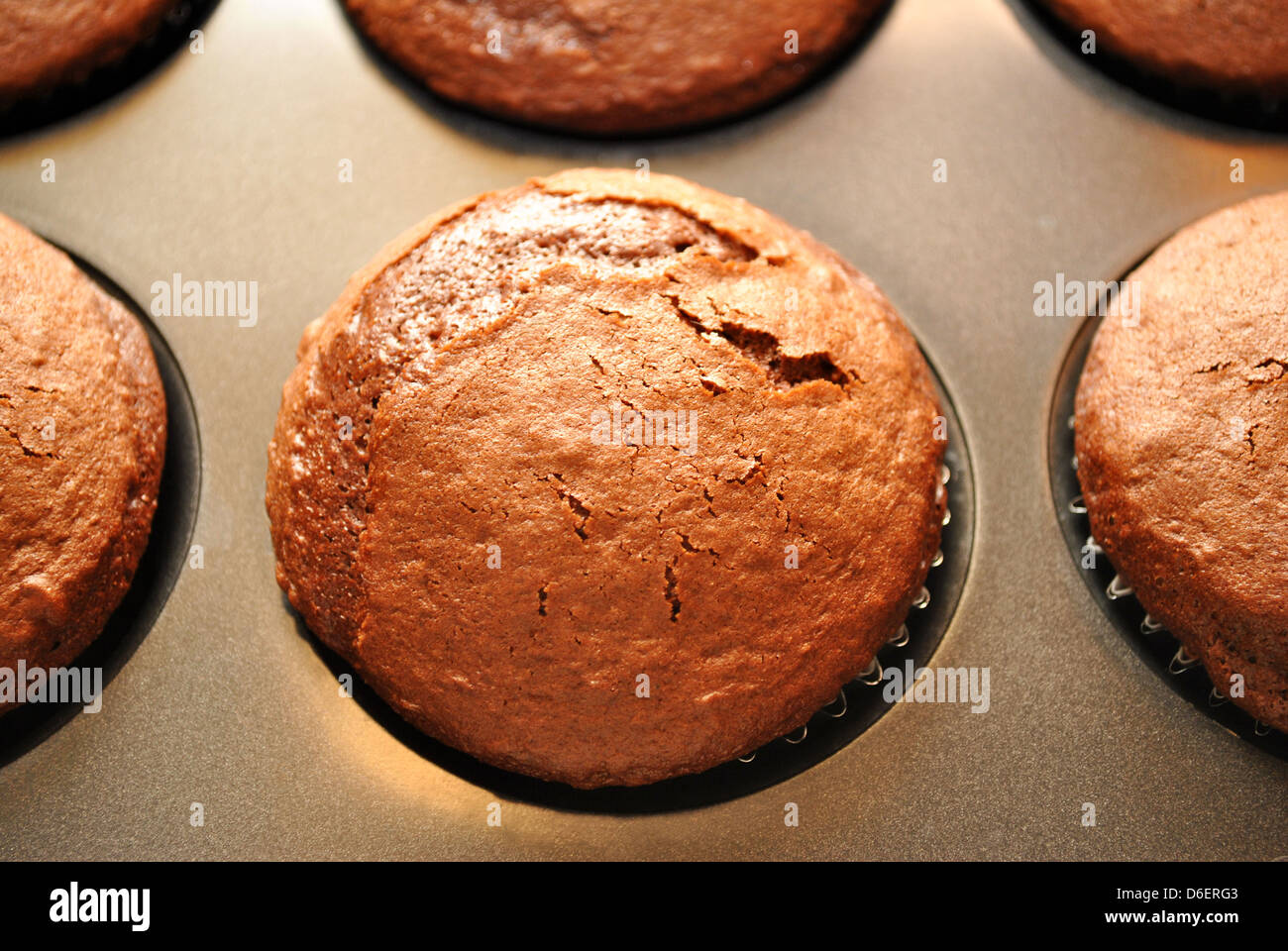 Schokoladen-Muffins frisch aus dem Ofen Stockfoto