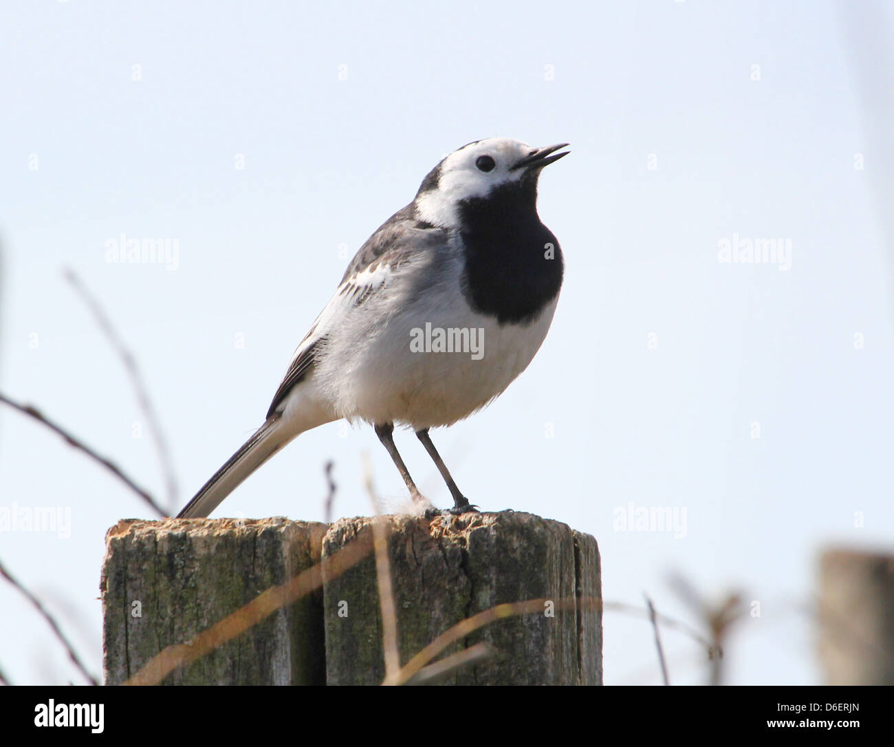 Weiße Bachstelze (Motacilla Alba) posiert auf einem Mast Stockfoto