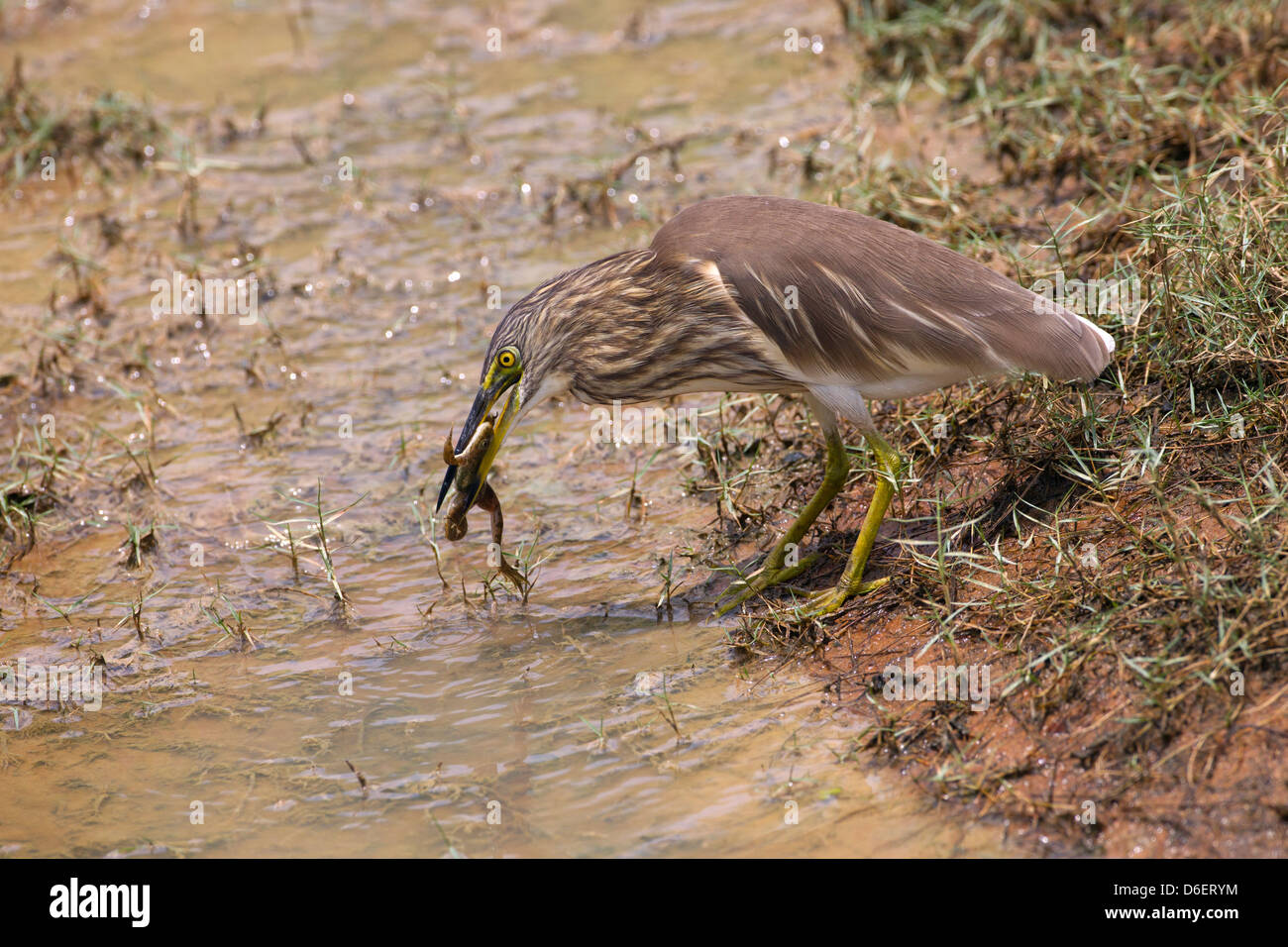 Teich Reiher Ardeola Grayii mit Gefangenen Frosch Stockfoto