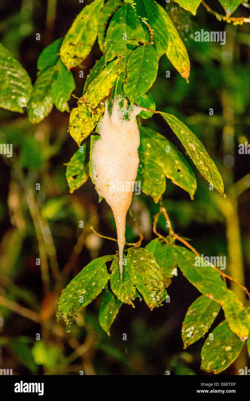 Das Schaumstoff-Nest von Wallaces fliegender Frosch hängt an einem Baum über einen kleinen Teich, in dem die Kaulquappen Danum Valley Borneo fallen Stockfoto