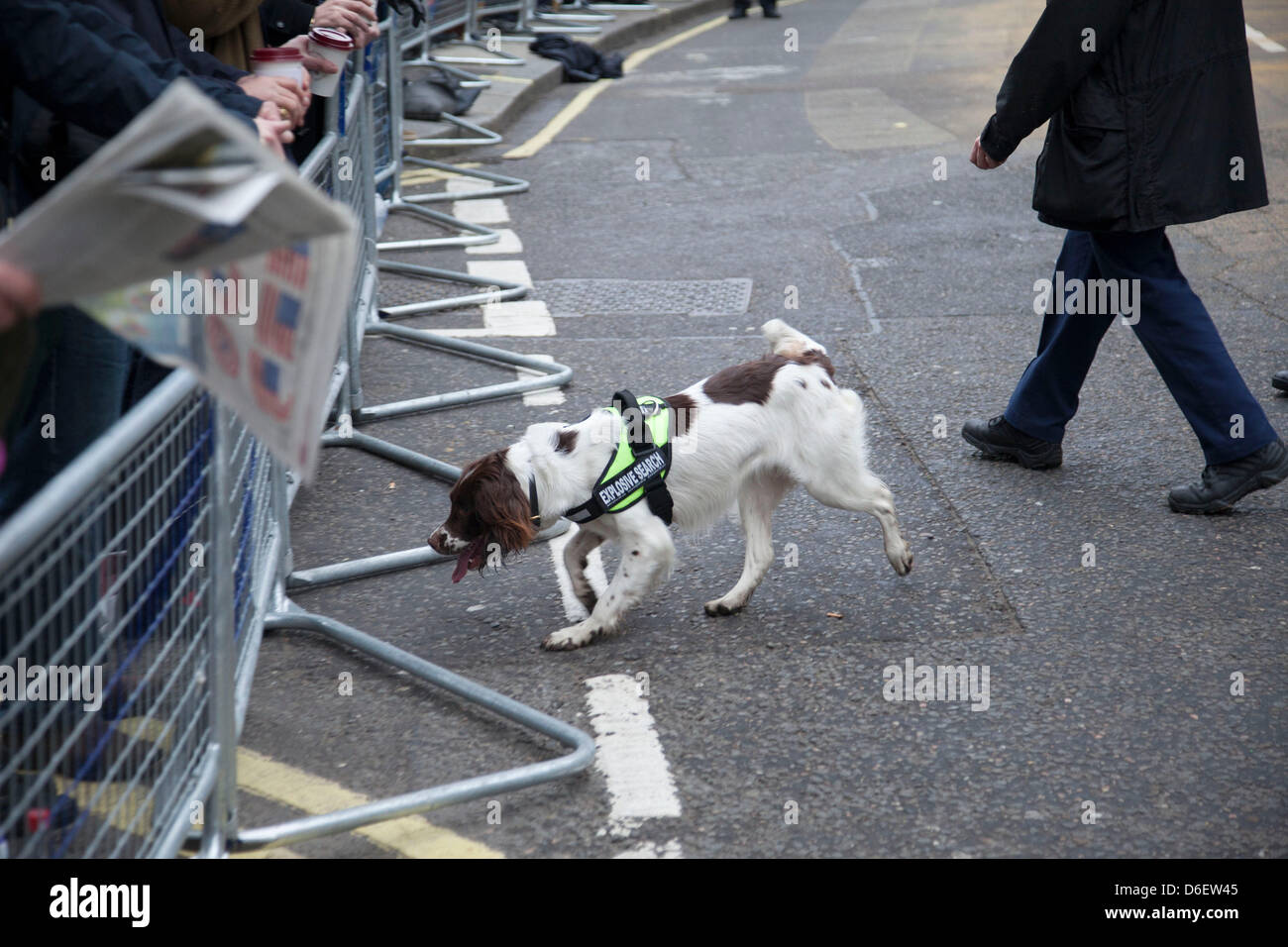 Metropolitanpolizei Spürhund tragen eine Band, die EXPLOSIVE Suche, London, UK, sagt. Stockfoto