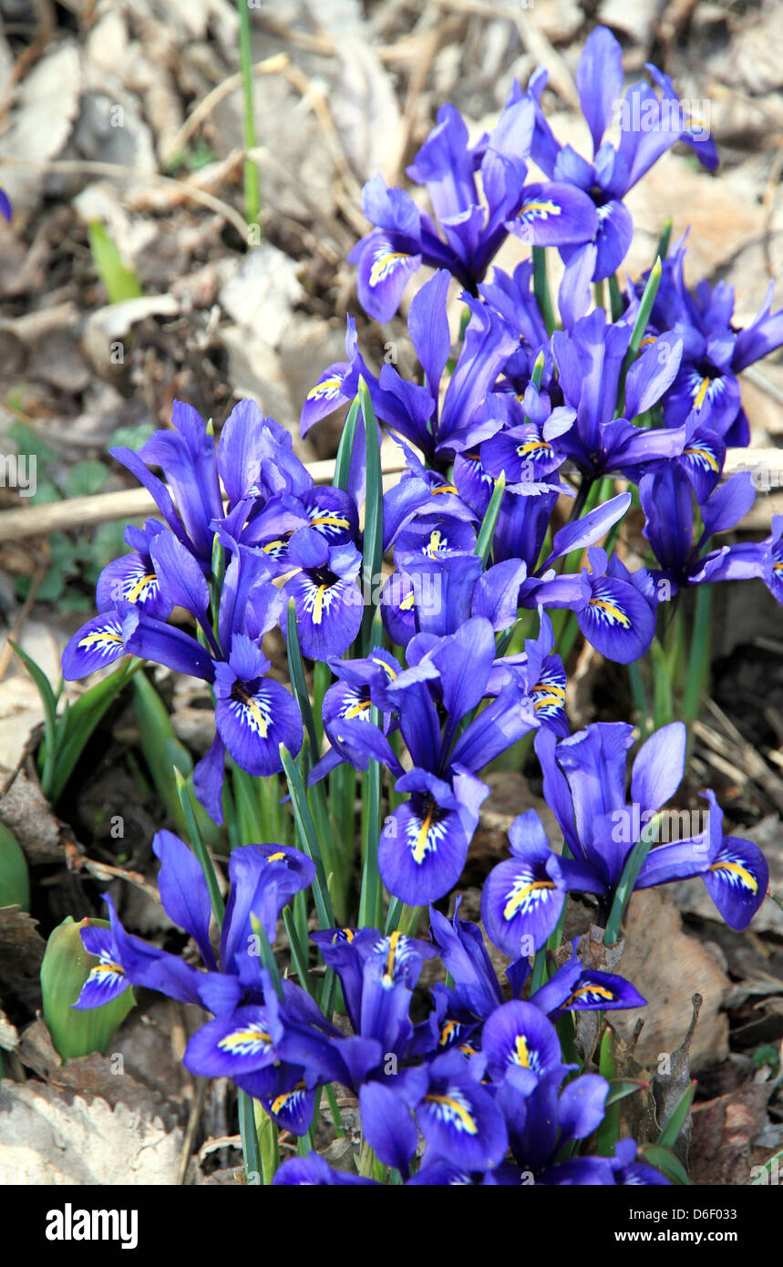 Sibirischer Blaustern Stockfoto