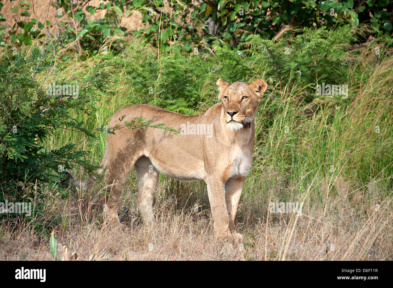 Afrikanischer Löwe Erhebungen die Savanne im Antelope Park, Simbabwe. Stockfoto