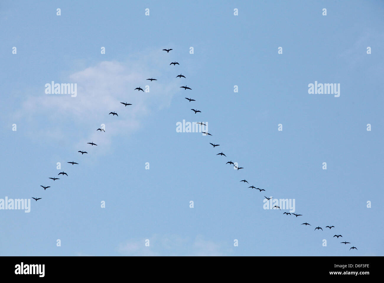 Berlin, Deutschland, Vögel im Flug Stockfoto