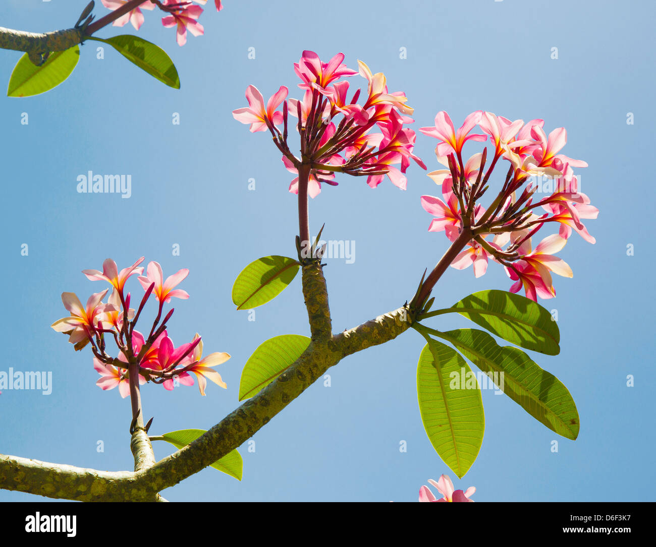 Rosa Frangipani oder Plumeria Blüten vor blauem Himmel Stockfoto