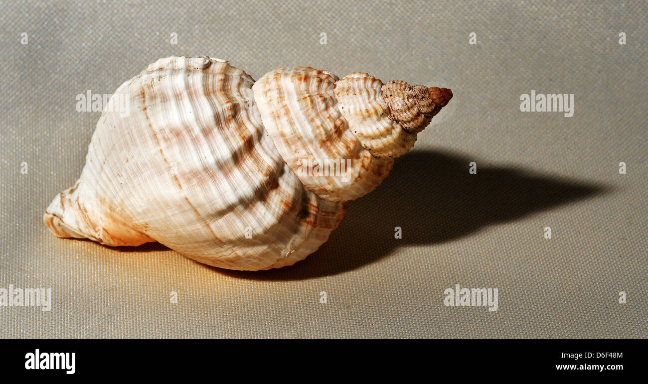 Schale von einer gemeinsamen Wellhornschnecke eine große essbare marine Gastropode oder Meeresschnecke Stockfoto