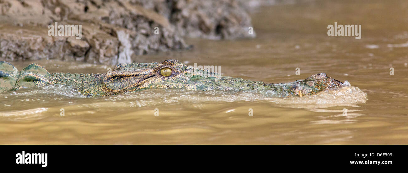 Siamesische Krokodil Crocodylus Siamensis am Kinabatangan Fluss auf Borneo vor dem Eintauchen in Wasser von anzeigen Stockfoto