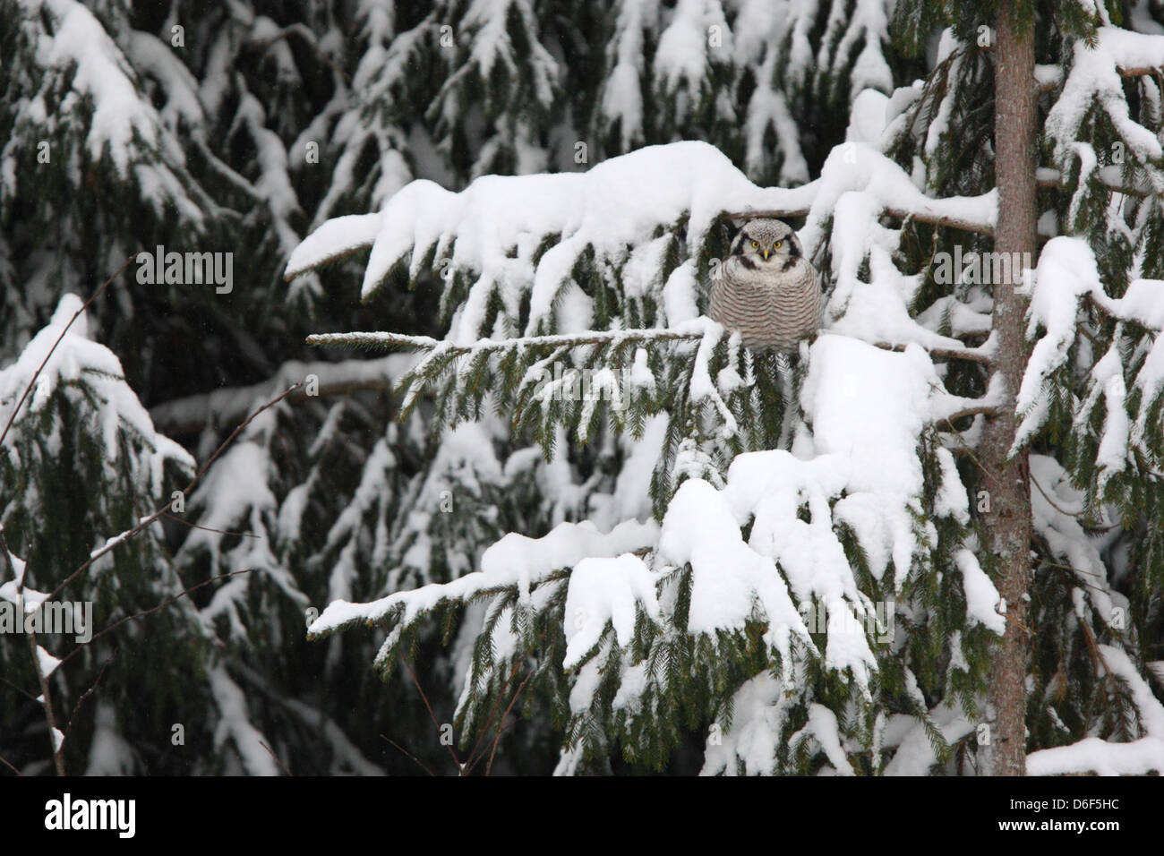 Wilden nördlichen Sperbereule thront über Schnee bedeckte Tanne. Europa Stockfoto