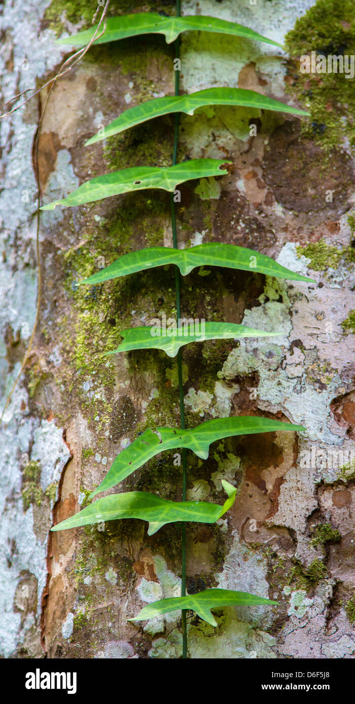 Fliegen, Vogel-förmigen Blätter von einer Kletterpflanze an einem Baumstamm Regenwald am Kinabatangan Fluss in Malaysia Borneo Sabah Stockfoto