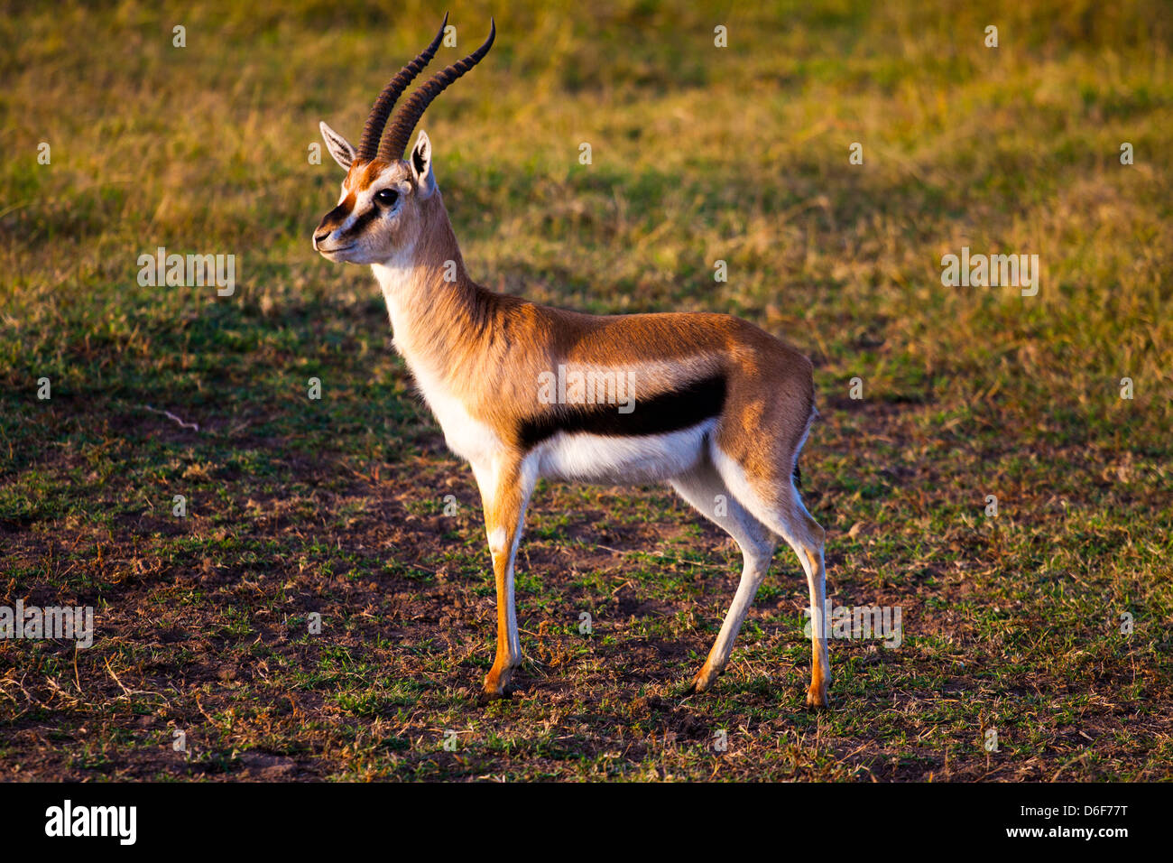 Ein Thomson es Gazelle sieht Warnung im frühen Morgenlicht Stockfoto