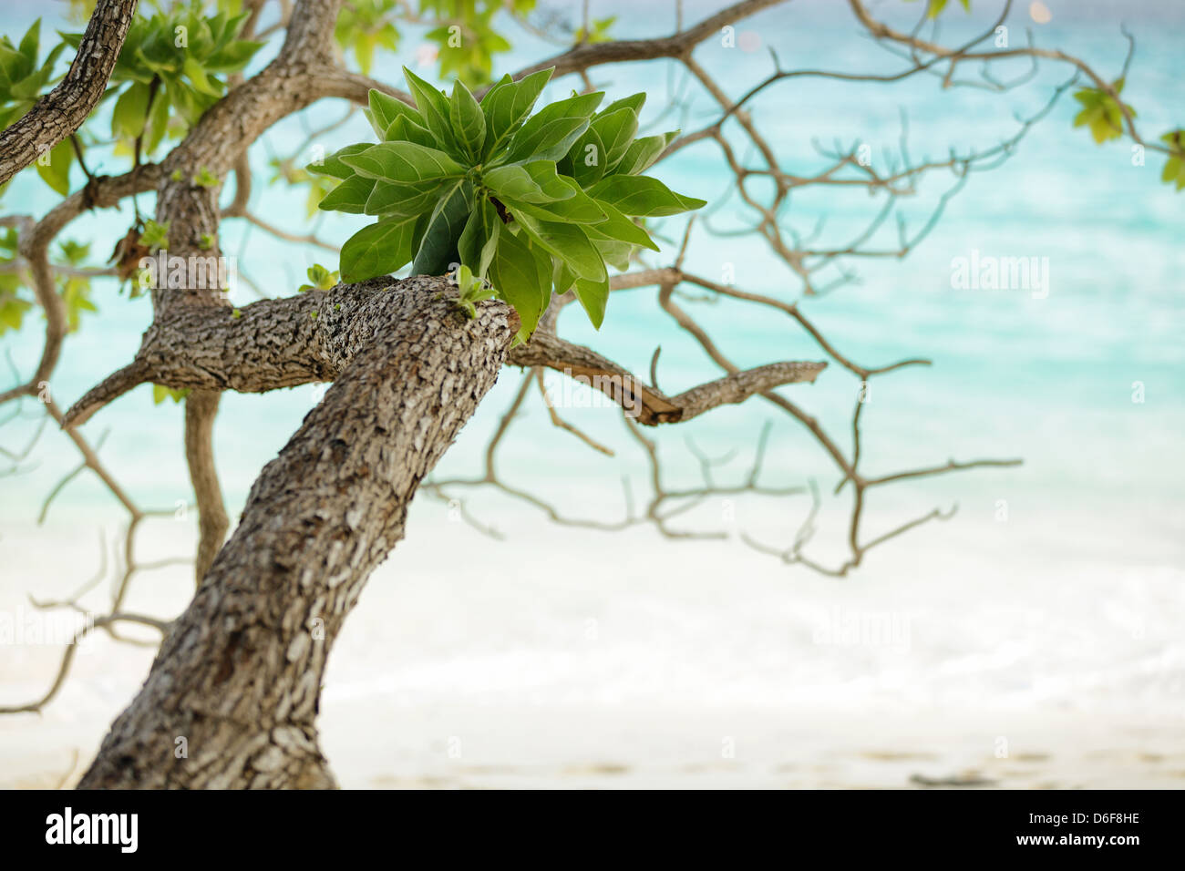 Nicht identifizierte Baum auf Mu Ko Similan Island Beach, Thailand Stockfoto