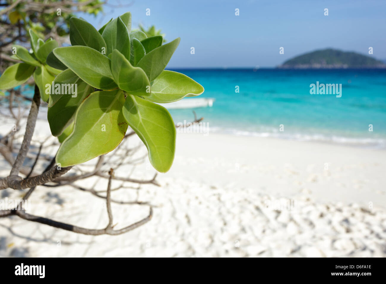 Nicht identifizierte Baum Mu Ko Similan Insel Landschaft Beach, Thailand Stockfoto