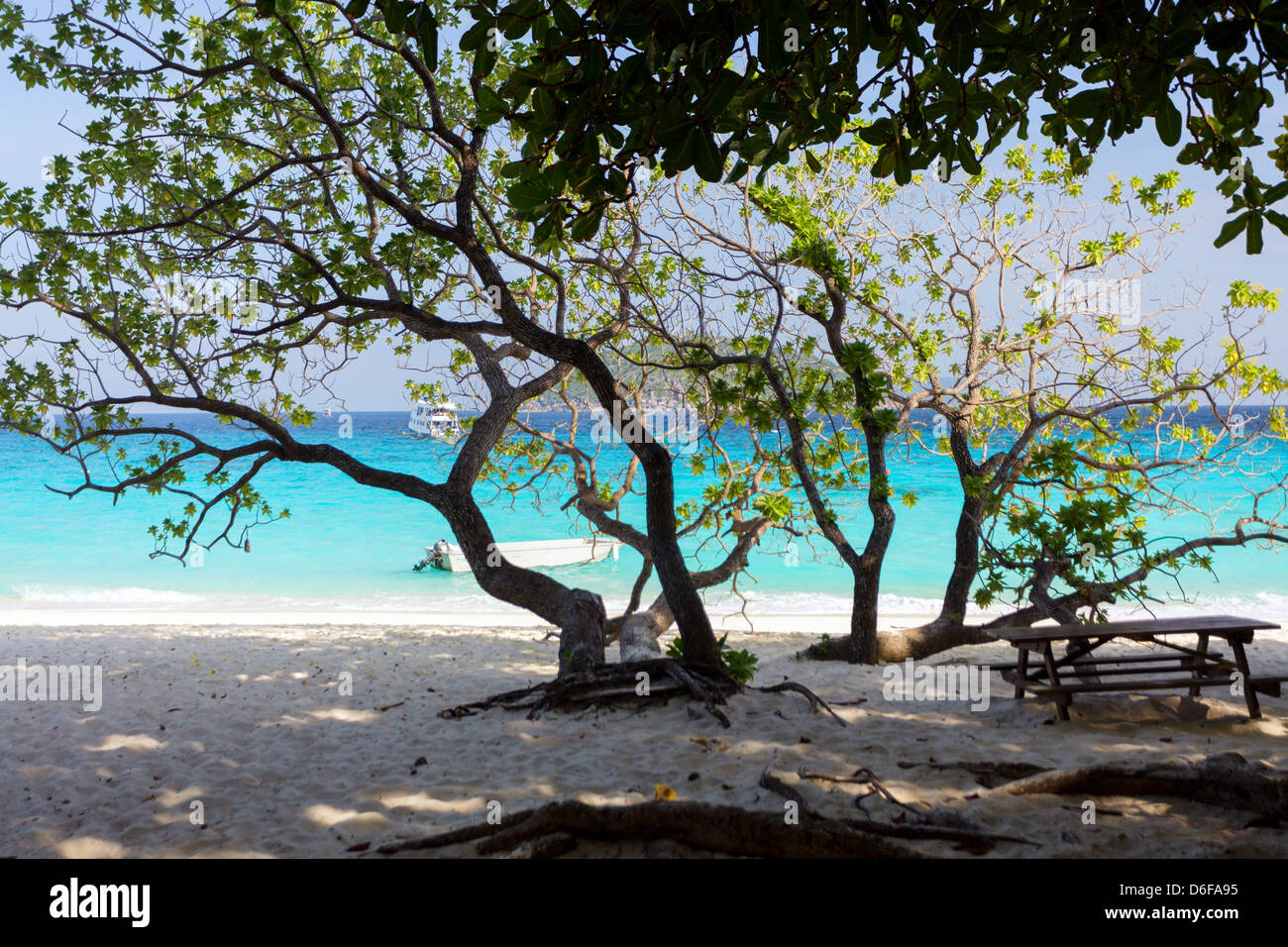 Nicht identifizierte Baum Mu Ko Similan Insel Landschaft Beach, Thailand Stockfoto