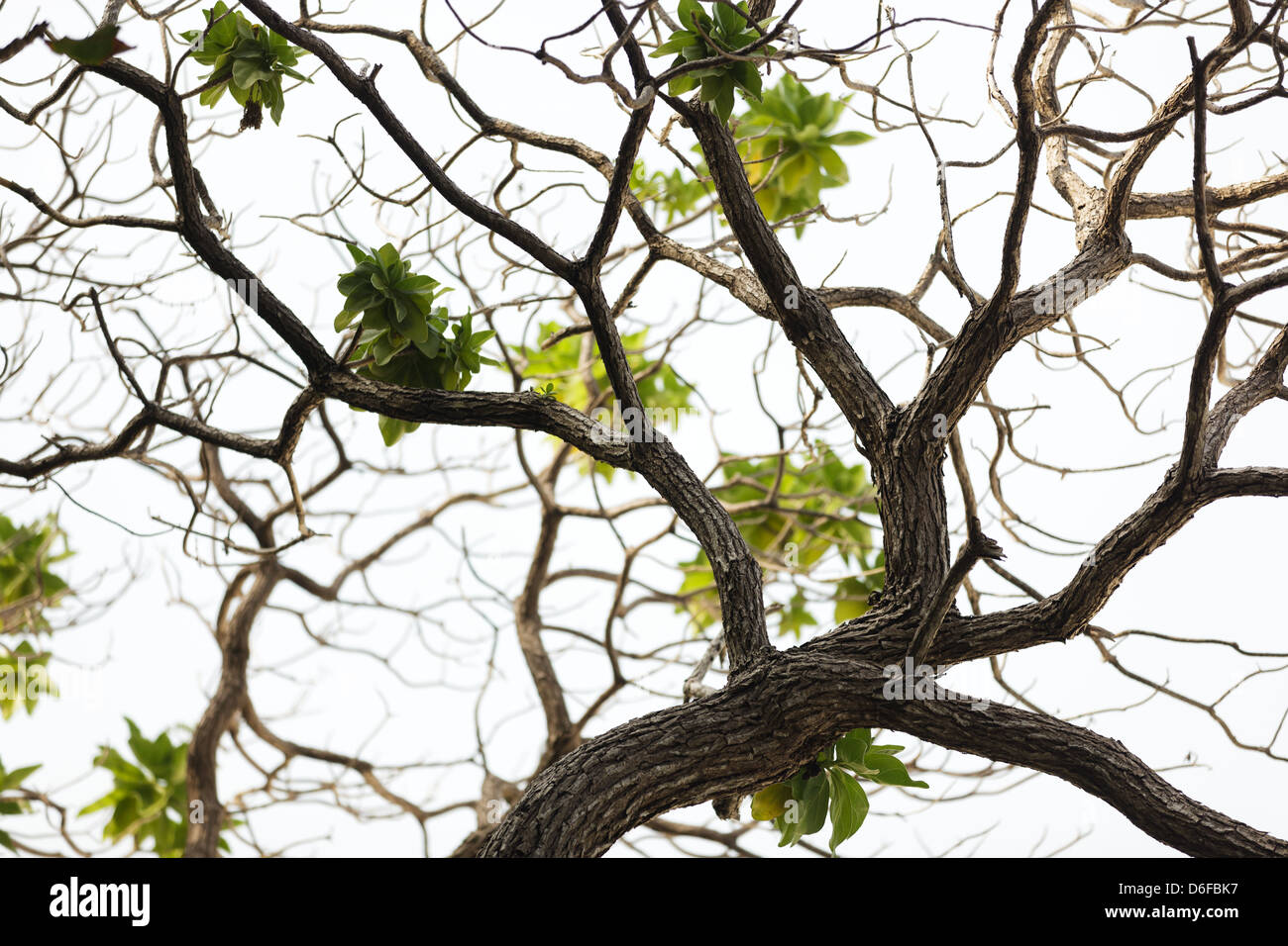 Unbekannten Baum-Spezies wachsen in Mu Ko Similan Insel Küste, Thailand Stockfoto