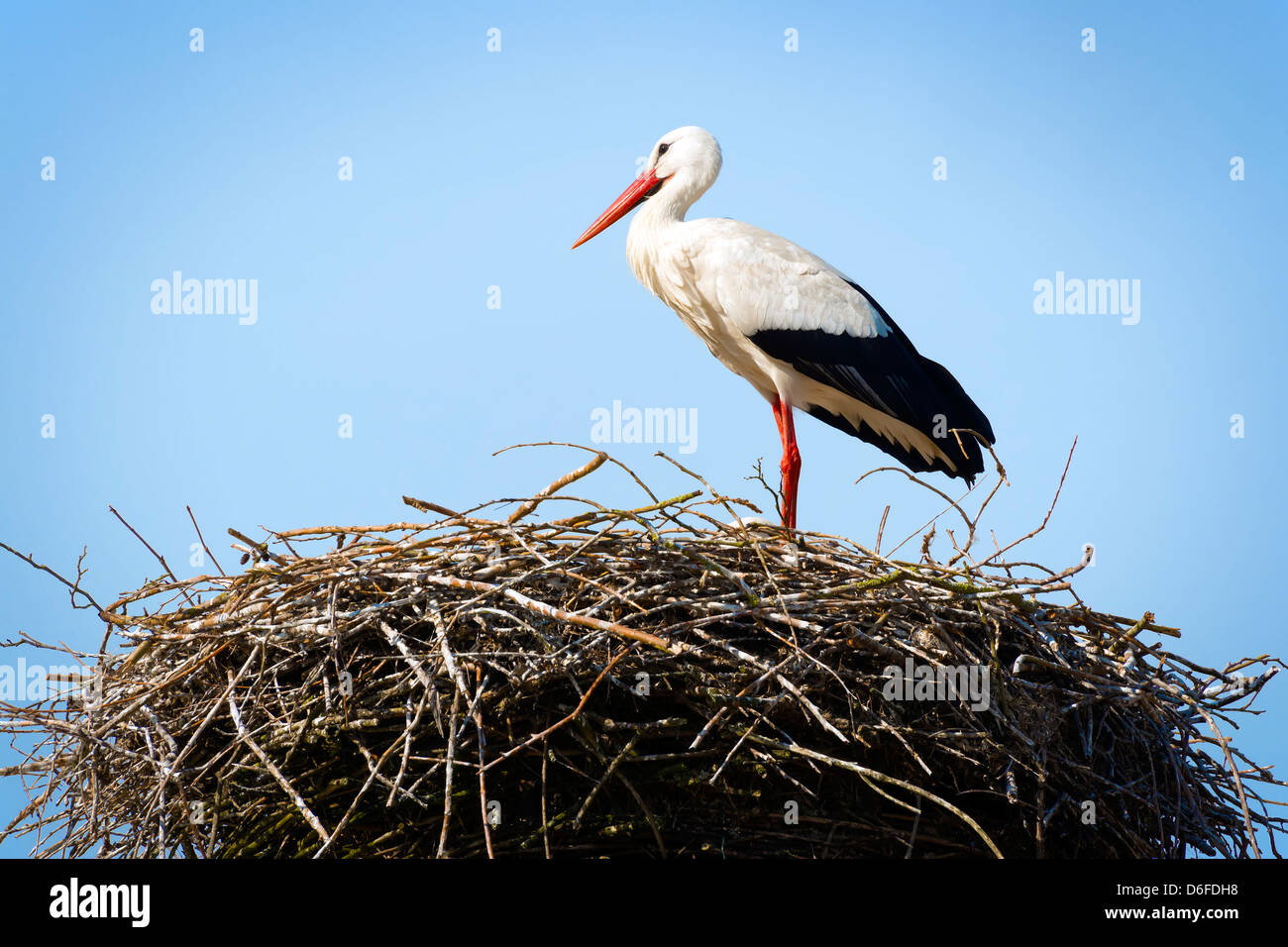 Storch in sein Nest bei warmem Wetter stehen Stockfoto