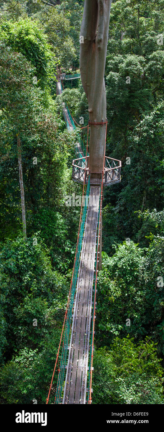 Überdachunggehweg in der Borneo Rainforest Lodge in der Danum Valley Sabah Borneo kann Besucher in den Baumkronen Dipterocarp aufstehen Stockfoto