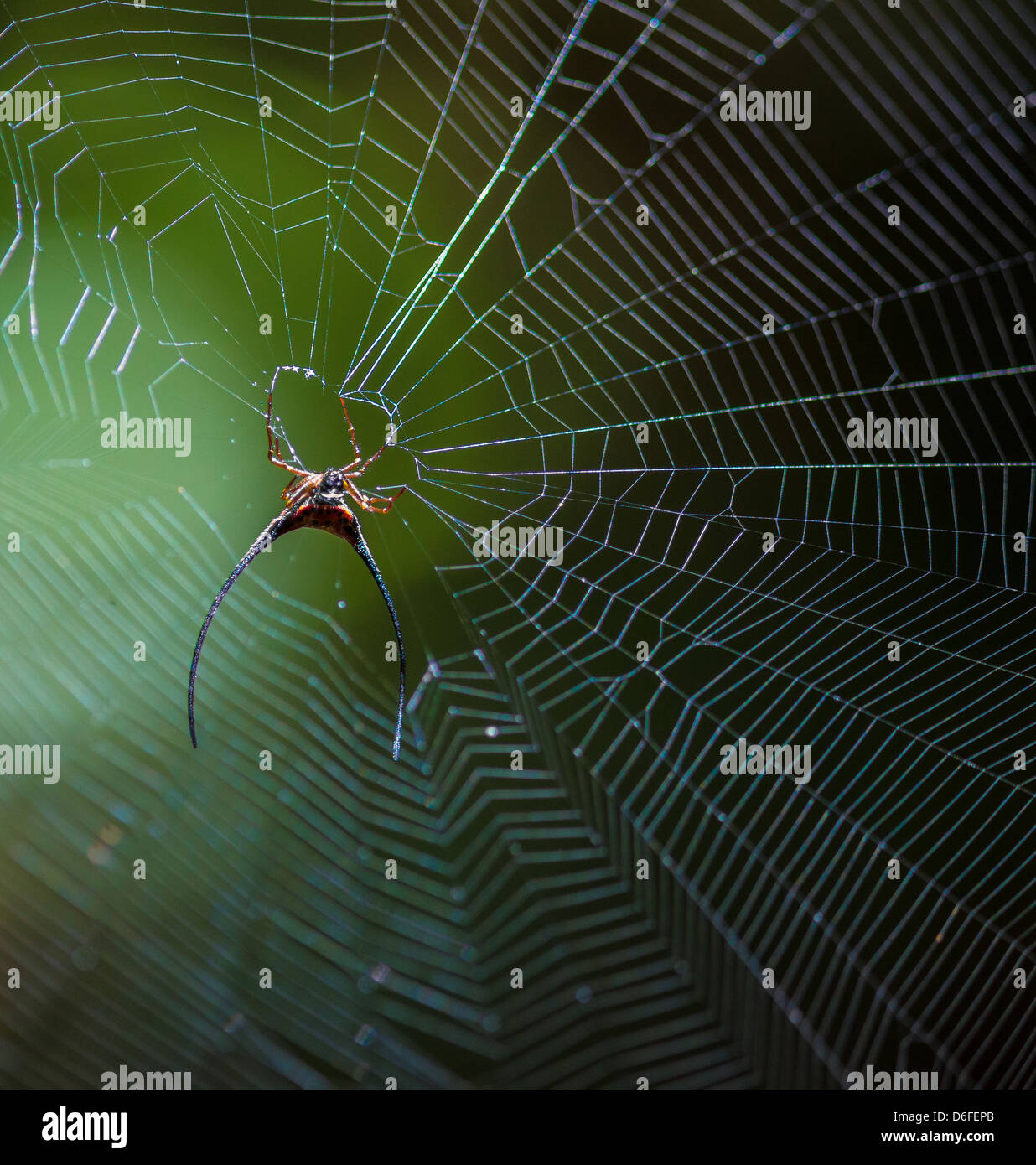 Gehörnte Spider Gasteracantha Arcuata hängen von ihrer Web in den Stelzwurzeln von Regenwald im Danum Valley Sabah Borneo Stockfoto