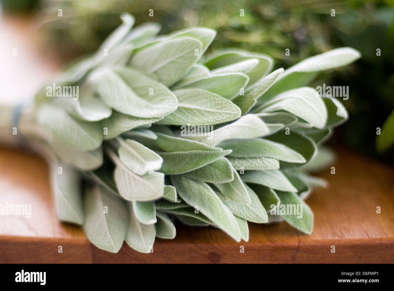 Frischer Salbei Stockfoto