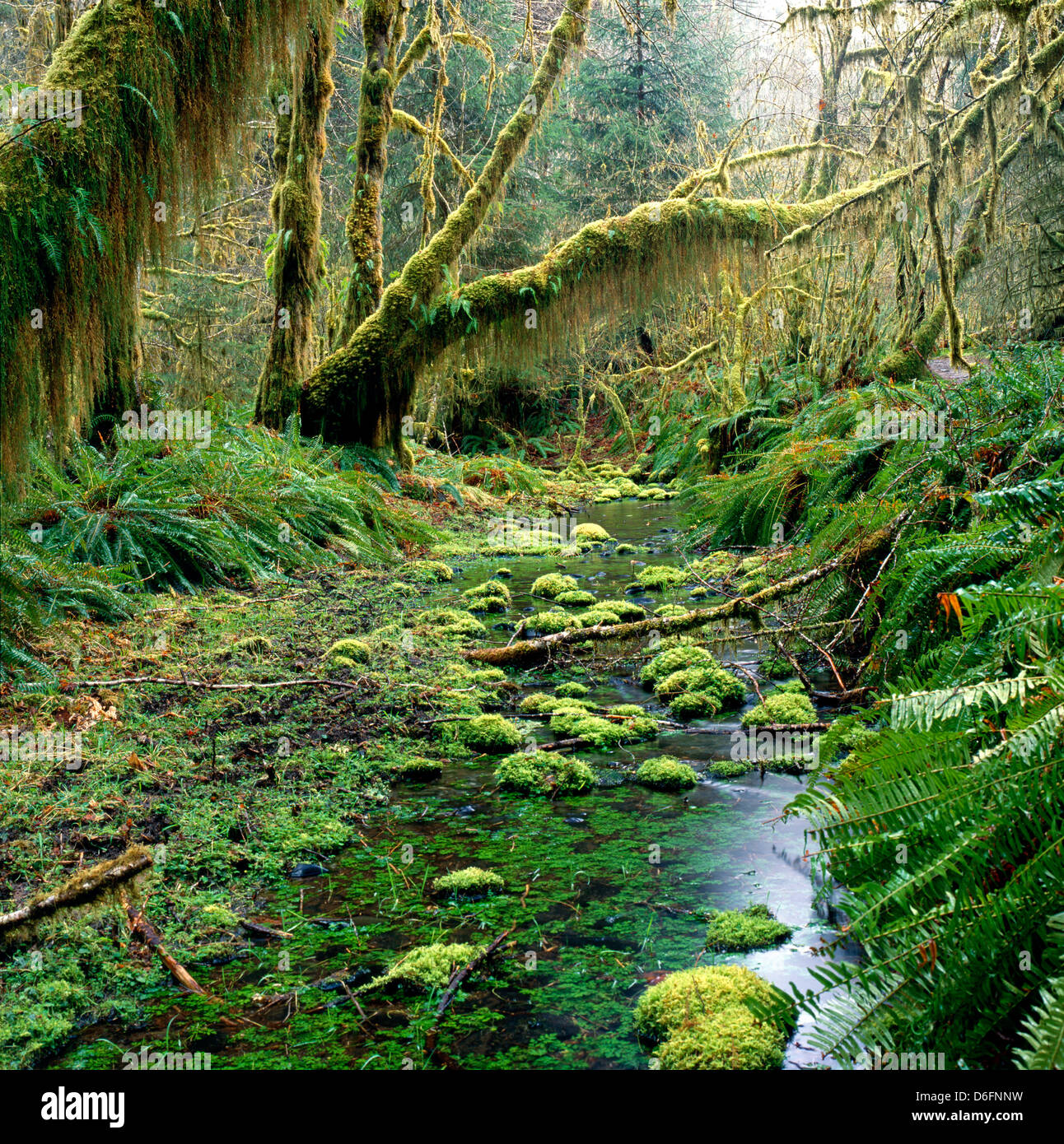 Hoh Rain Forest, Olympic Nationalpark, Washington, USA.  Gemäßigten Regenwald, Regen durchschnittliche 145' jährlich. Stockfoto