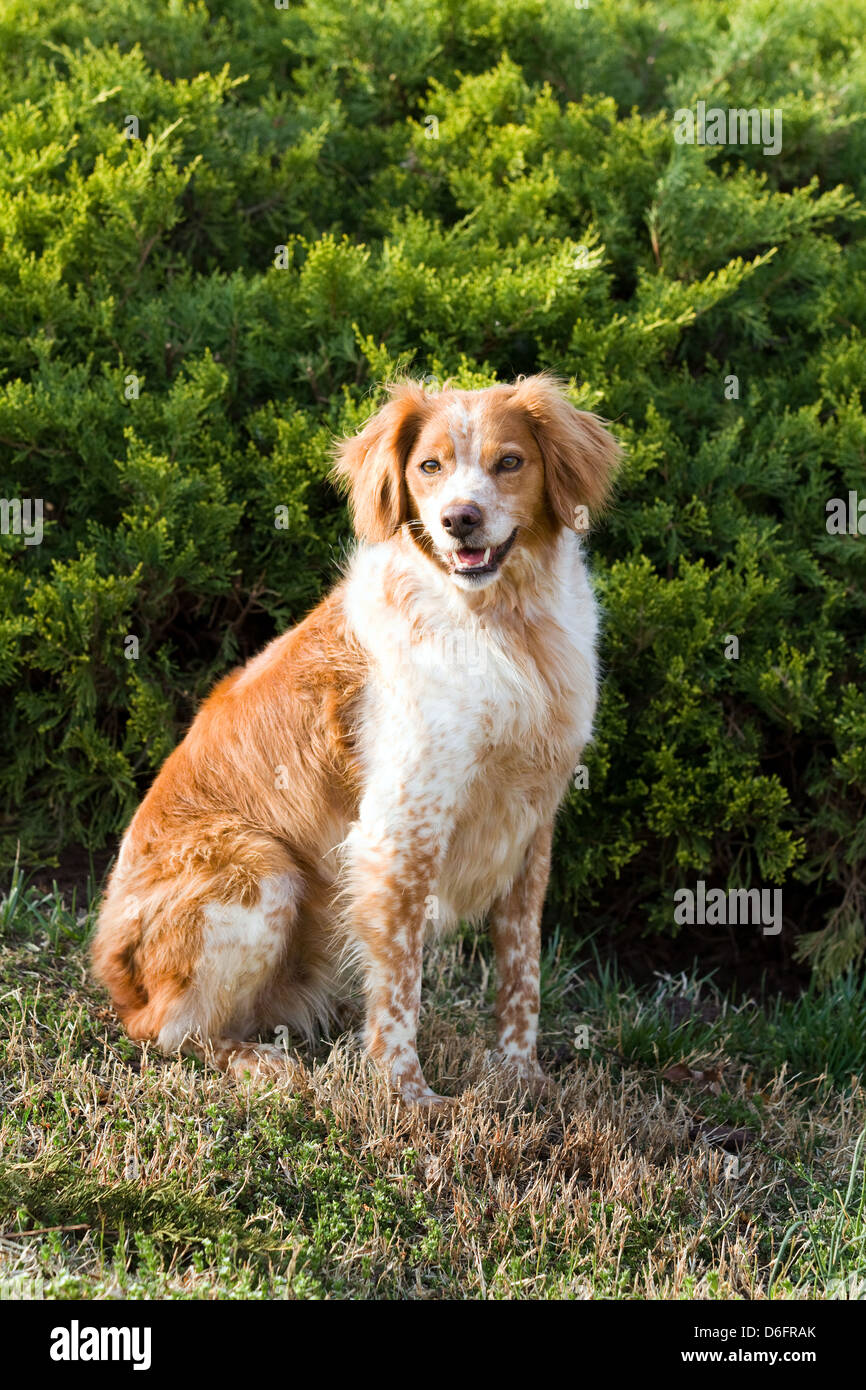 French Brittany Spaniel Jagdhund sitzt im Freien vor ein Evergreen. Stockfoto