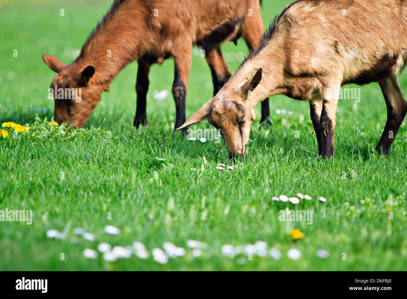 Ziegen (Capra Aegagrus Hircus) Stockfoto