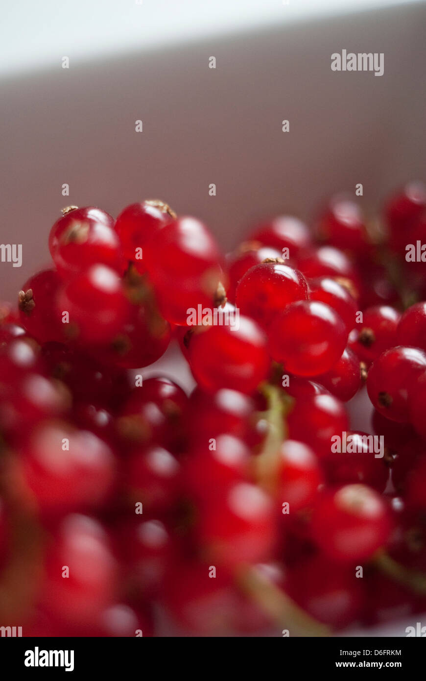 Rote Johannisbeeren Stockfoto