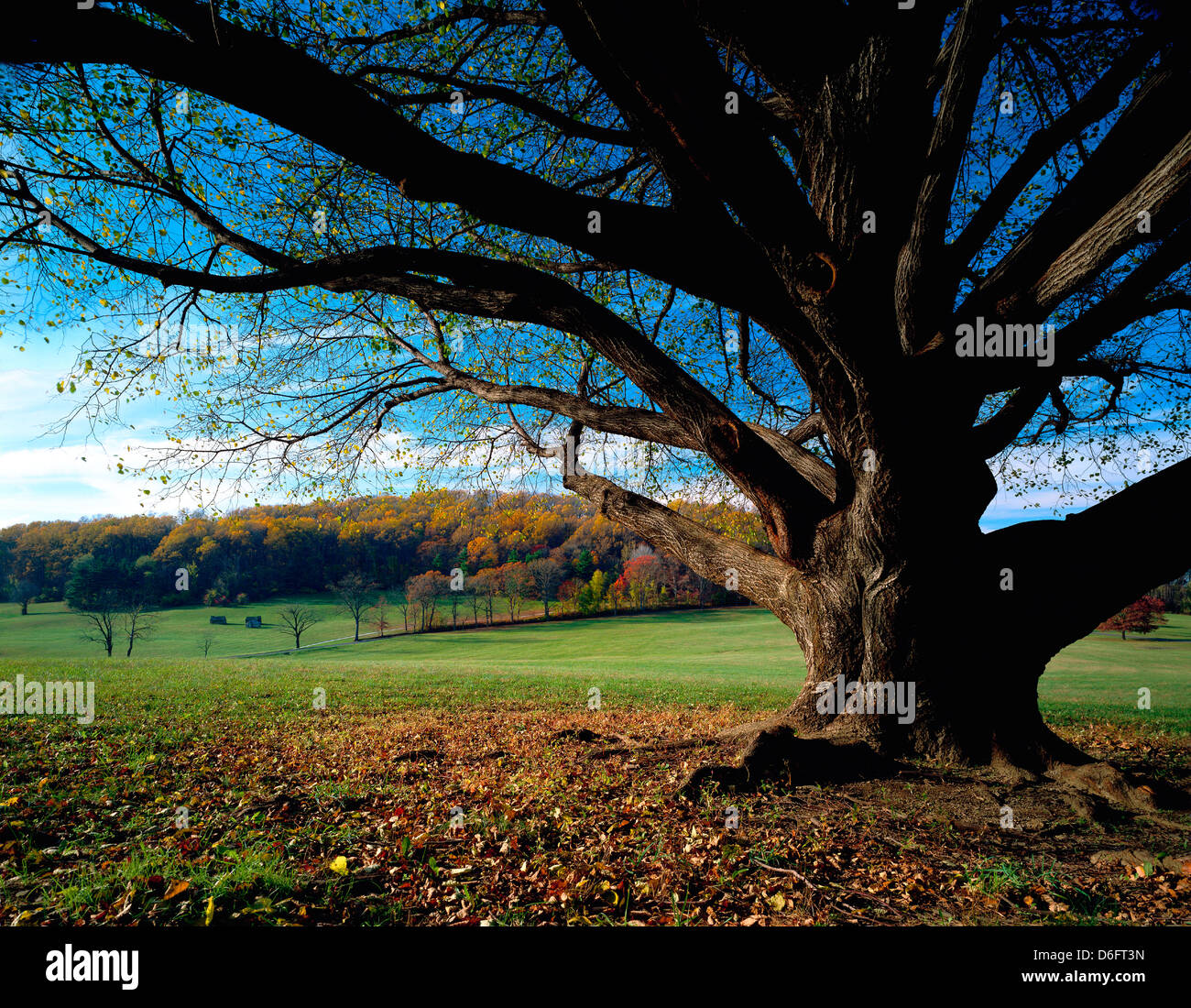 Alten verwitterten amerikanische Linde, Valley Forge National Historical Park, Pennsylvania, USA Stockfoto