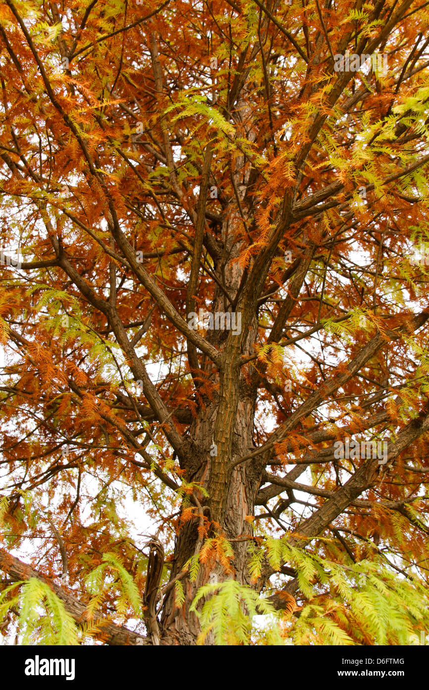 Mutter Natur lesen sich für den Herbst Stockfoto