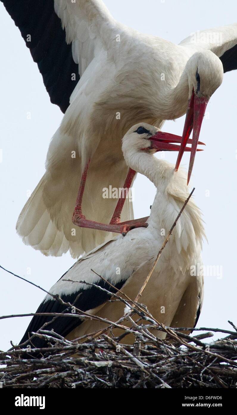 Ein Weißstorch-paar (Ciconia Ciconia) Kumpels in ihrem Nest in Sieversdorf, Deutschland, 17. April 2013. Es gibt rund 1.200 Brutpaare in Brandenburg, die jedes Jahr aus ihren Winterquartieren in den Süden zurück. Foto: PATRICK PLEUL Stockfoto