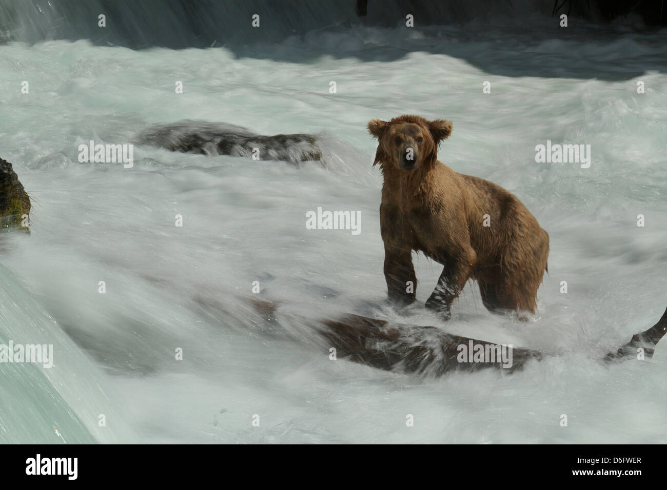 Grizzly Bär (Ursus Arctos Horribilis), Erwachsene männlich, Angeln auf Lachs, Brooks River Falls, Katmai Nationalpark, Alaska. Stockfoto