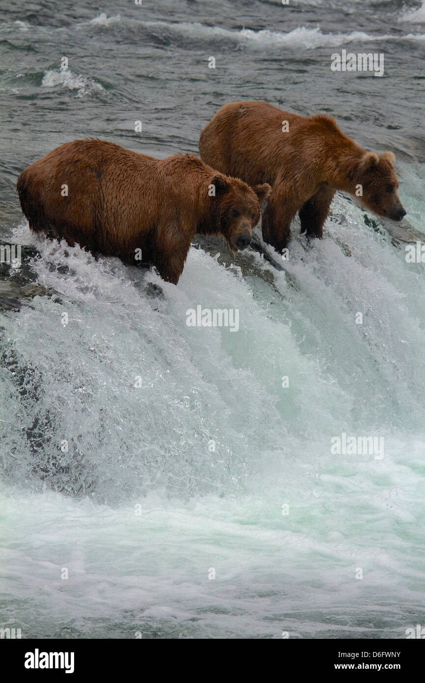 Grizzlybären (Ursus Arctos Horribilis), Angeln auf Lachs, Brooks River Falls, Katmai Nationalpark, Alaska. Stockfoto