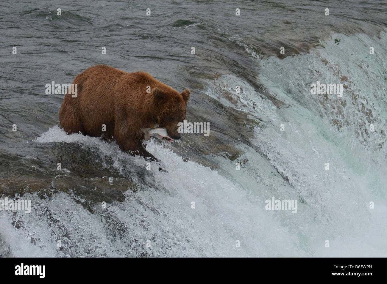 Grizzly Bär (Ursus Arctos Horribilis), mit Lachs in Mund Brooks River Falls, Katmai Nationalpark, Alaska. Stockfoto