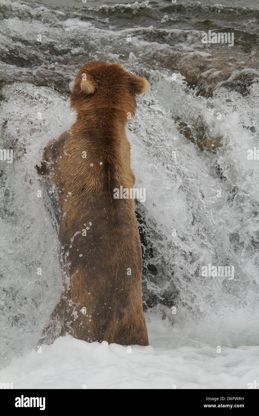 Grizzly Bär (Ursus Arctos Horribilis), Lachsfischen stehend, Brooks River Falls, Katmai Nationalpark, Alaska. Stockfoto