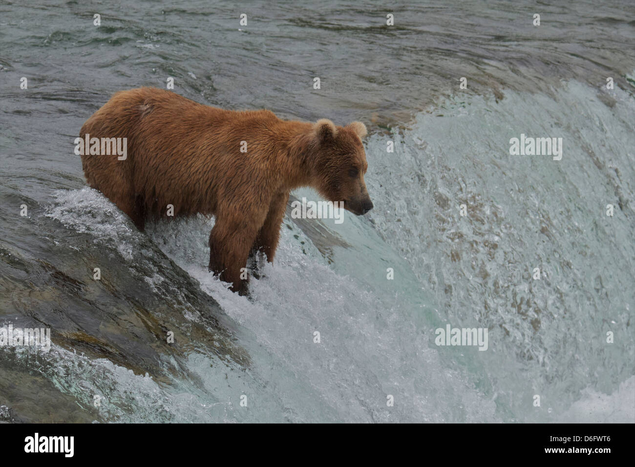 Grizzly Bär (Ursus Arctos Horribilis), Erwachsene männlich, Angeln auf Lachs, Brooks River Falls, Katmai Nationalpark, Alaska. Stockfoto