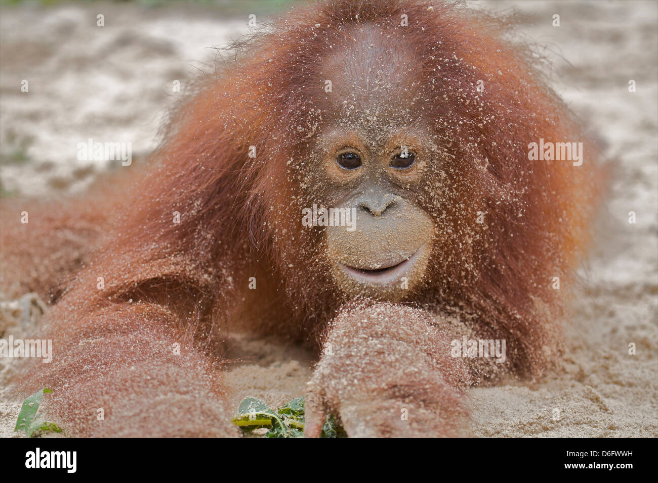 Orang-Utan (Pongo Pygmaeus) auf Sand. Nyaru Menteng Orang-Utan Wiederansiedlungsprojekt, Zentral-Kalimantan. Indonesien. Stockfoto