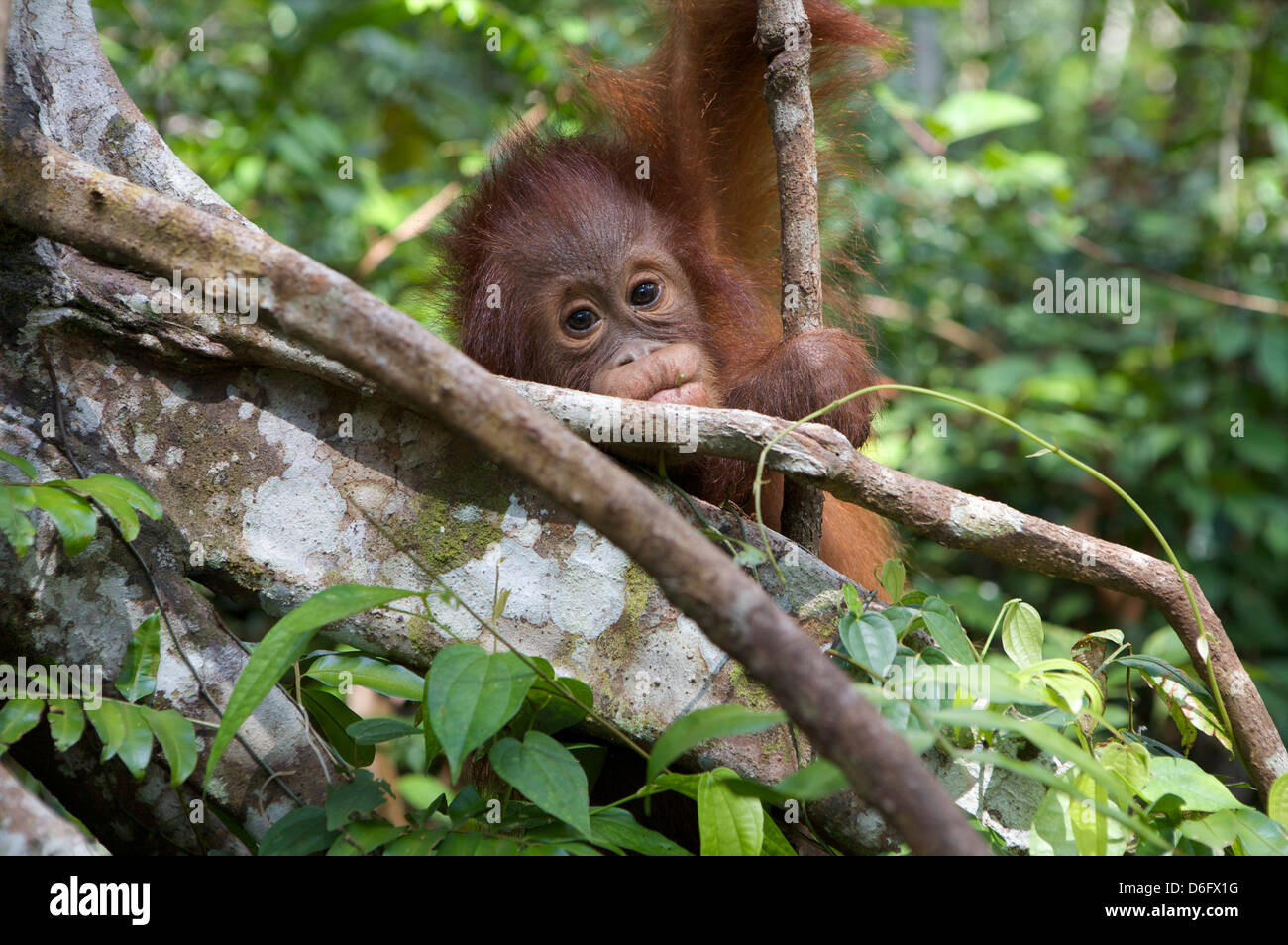 Orang-Utan, Juvenile (Pongo Pygmaeus) im Wald. Nyaru Menteng Orang-Utan Wiederansiedlungsprojekt, Zentral-Kalimantan. Indonesien. Stockfoto