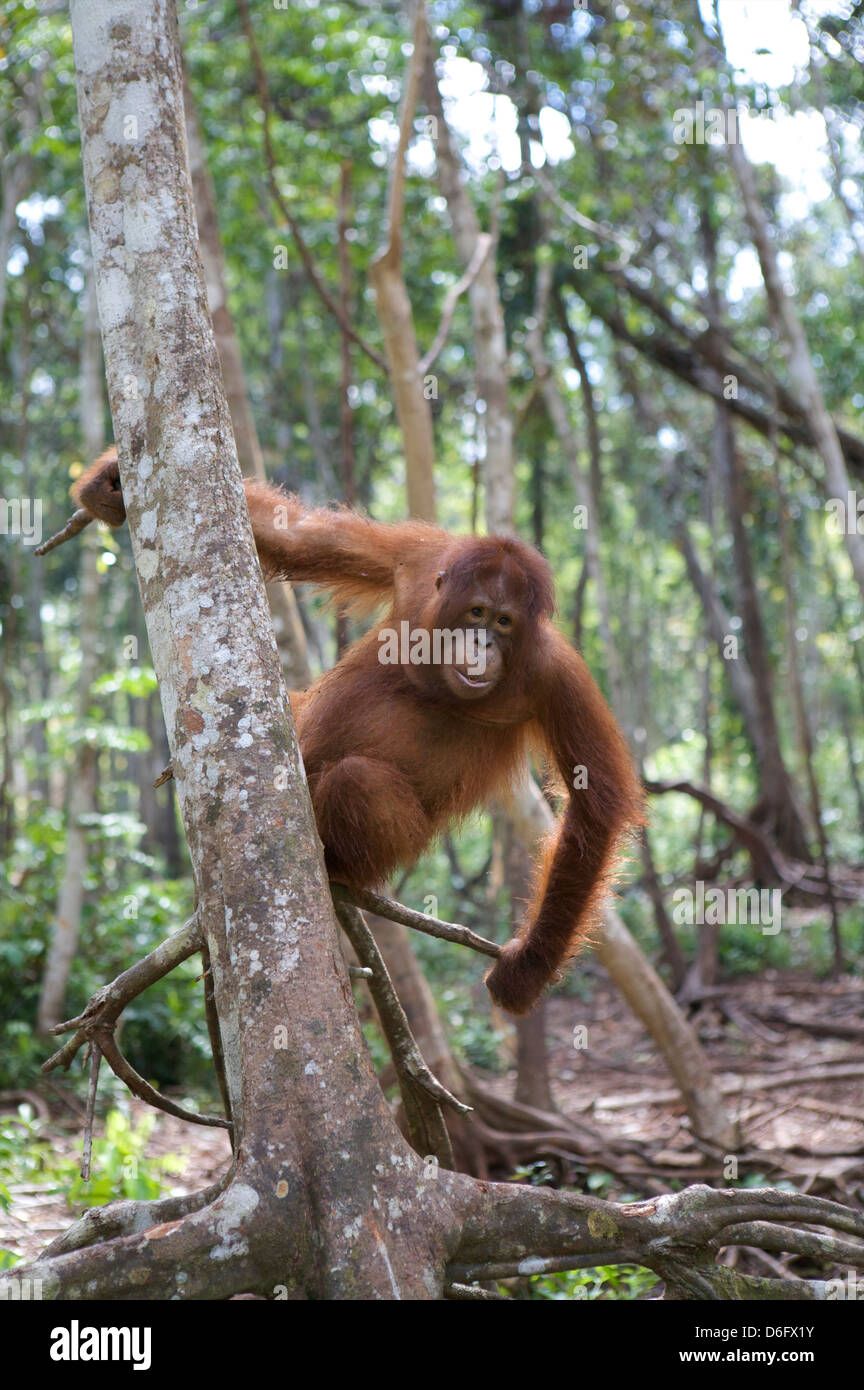 Orang-Utan (Pongo Pygmaeus) in den Bäumen. Nyaru Menteng Orang-Utan Wiederansiedlungsprojekt, Zentral-Kalimantan. Indonesien. Stockfoto