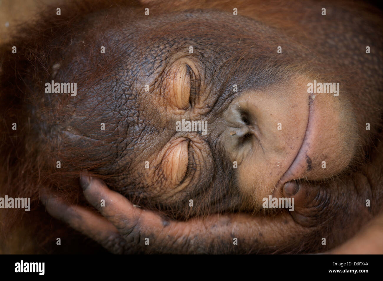 Orang-Utan, Juvenile (Pongo Pygmaeus) schlafen. Nyaru Menteng Orang-Utan Wiederansiedlungsprojekt, Zentral-Kalimantan. Indonesien Stockfoto