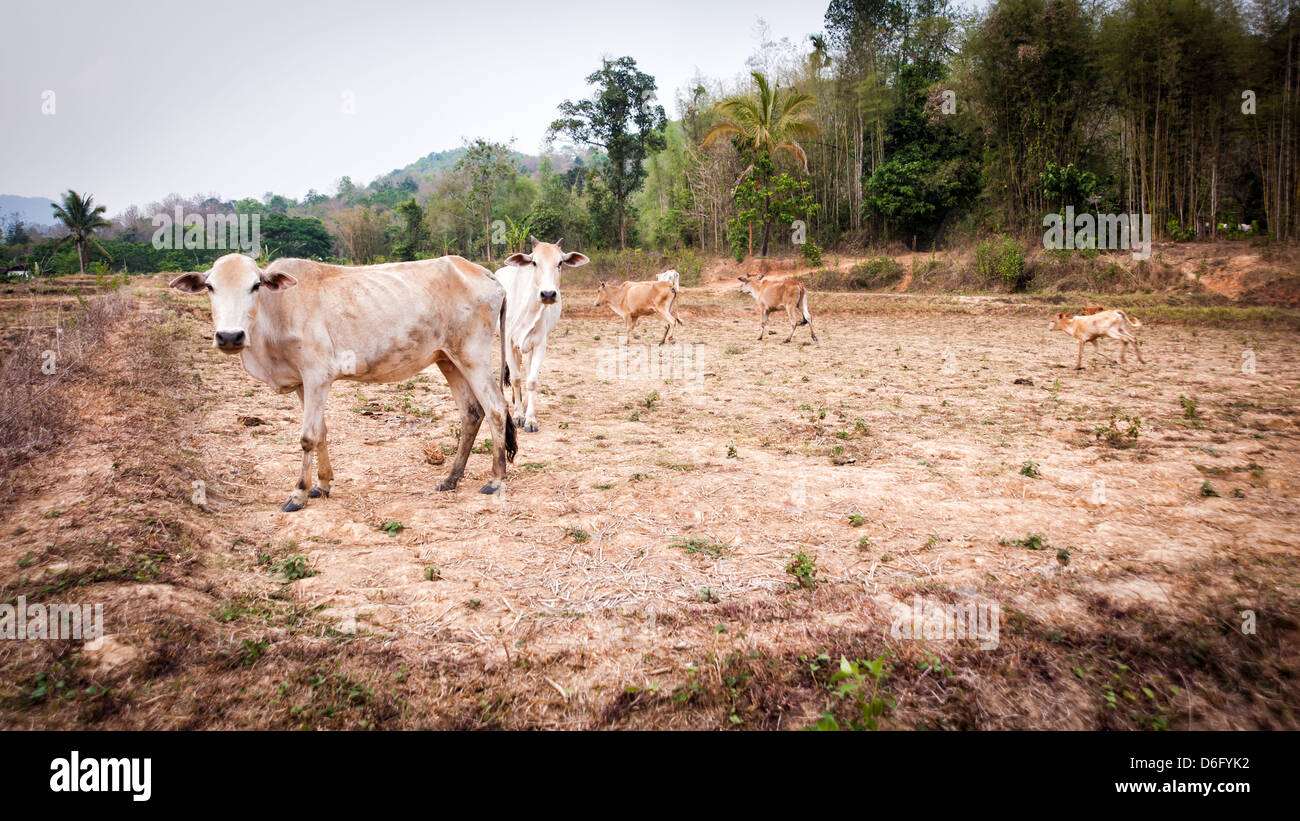 Kuh im Bereich Trockenzeit in Thailand Abendzeit Stockfoto
