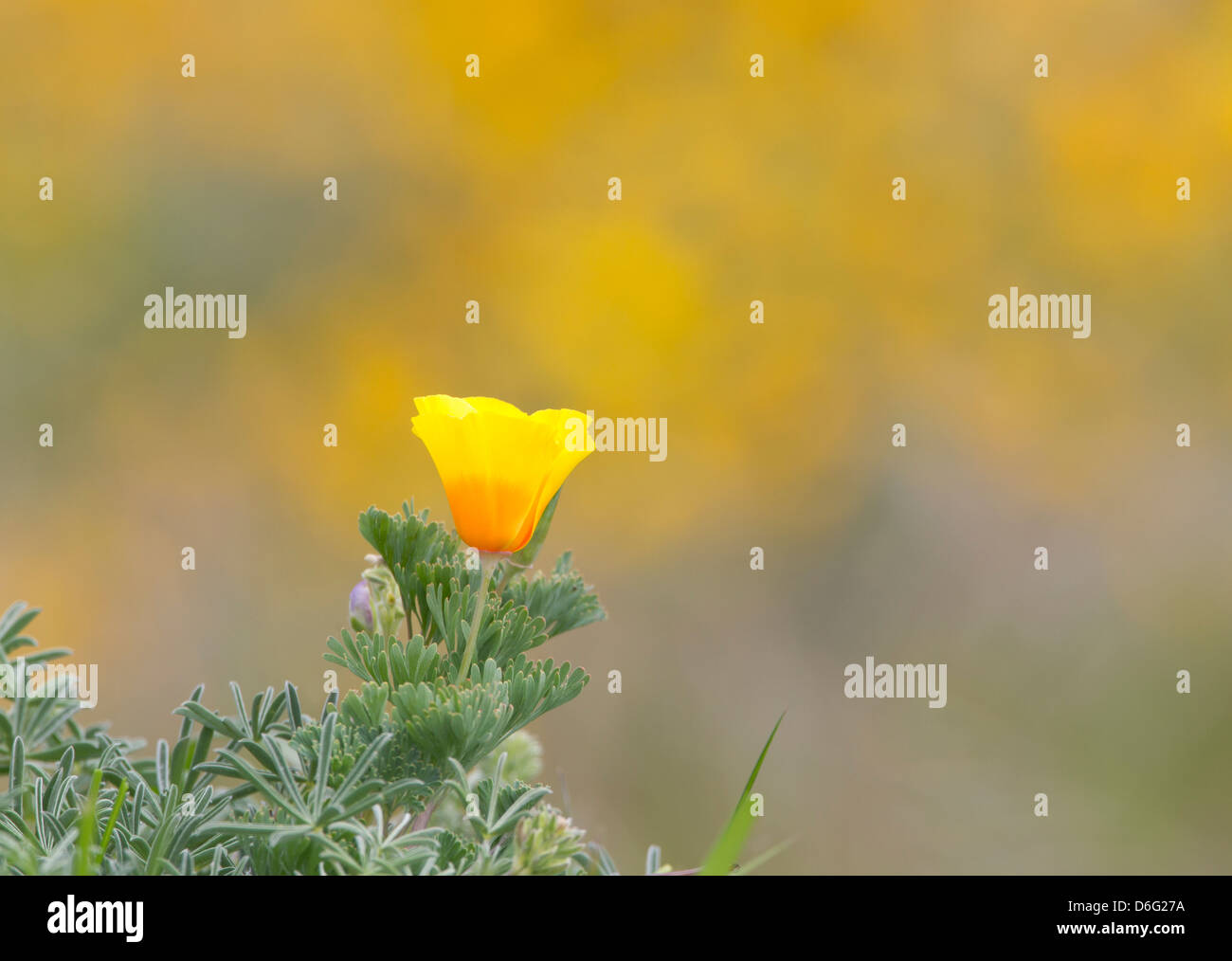 Single California Poppy Clean Hintergrund Stockfoto