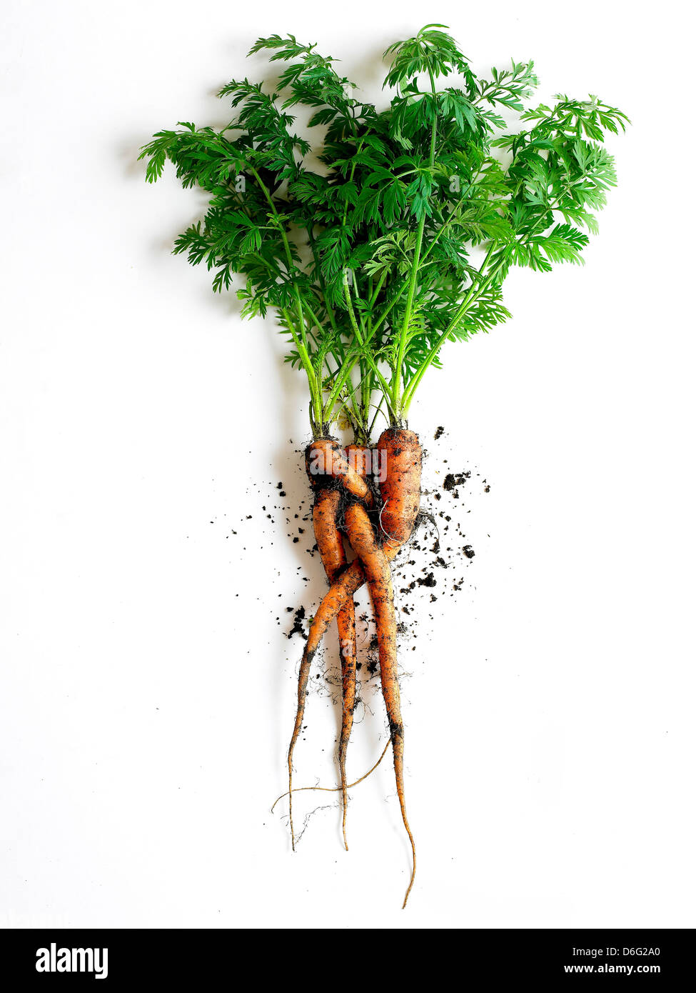 Bio-Karotten Stockfoto