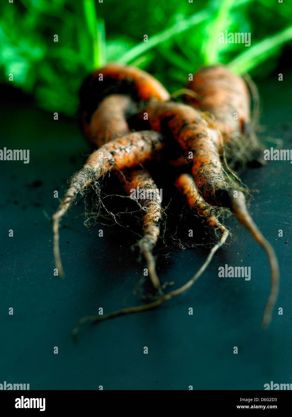 Bio-Karotten mit Boden Stockfoto