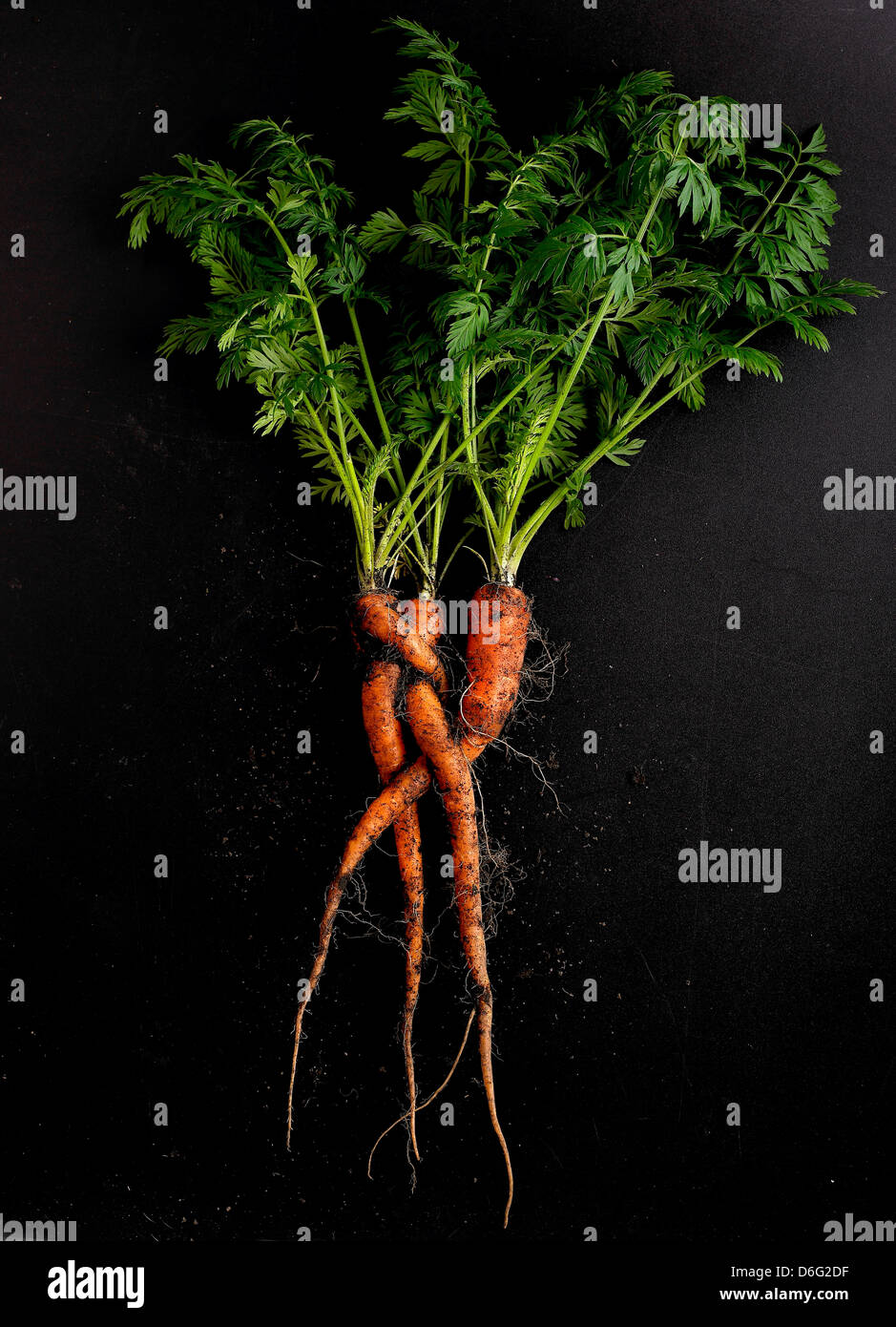 Bio-Karotten Stockfoto