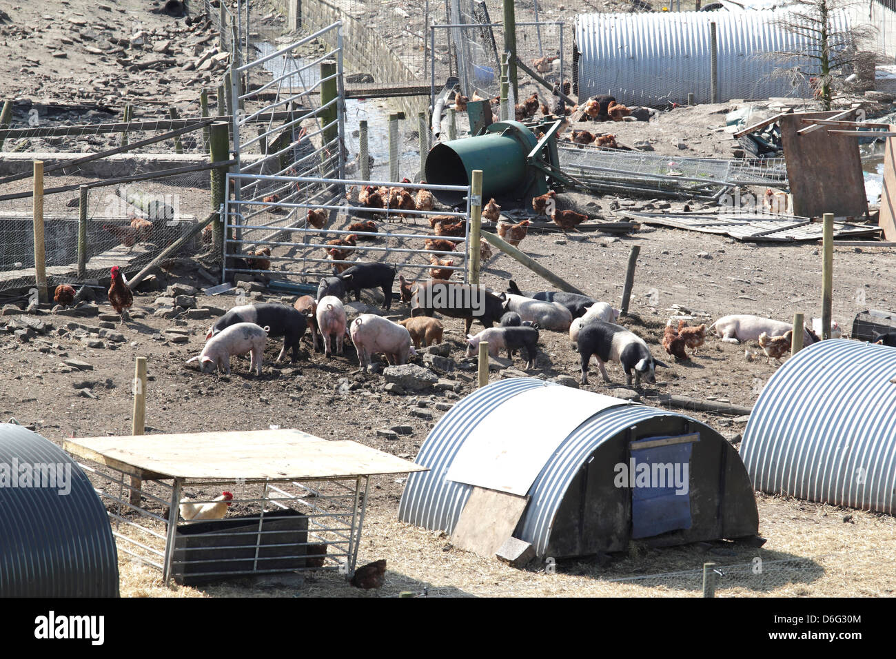 Bauernhof Schweine und Geflügel Stockfoto