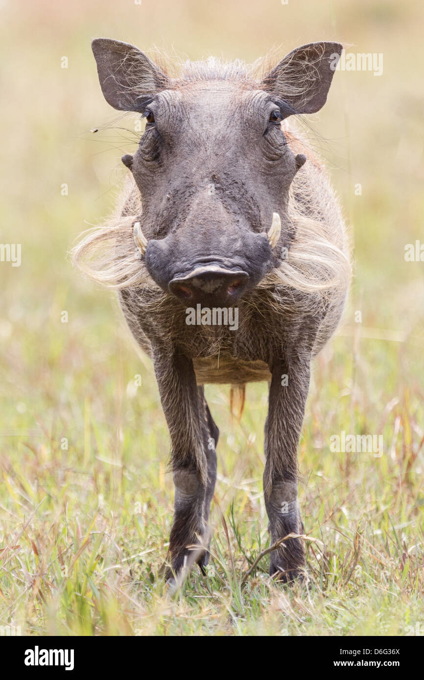 Augenhöhe Blick auf eine gemeinsame Warze-Schwein (Phacochoerus Africanus) Okavangodelta, Botswana Stockfoto