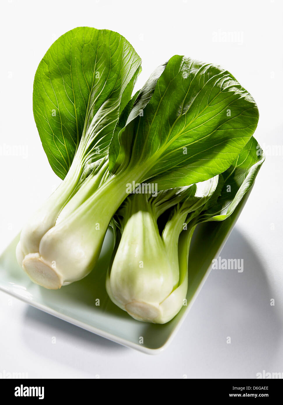 PAC Choi auf weißen Teller Stockfoto